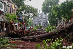 Loss of Heritage: Iconic Hanoi Trees Felled by Recent Storm - image 9