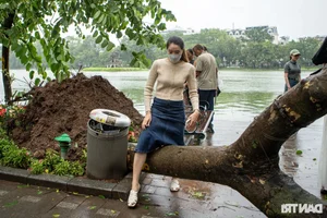 Loss of Heritage: Iconic Hanoi Trees Felled by Recent Storm - image 2