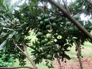 The Queen of Nuts: Why Macadamia Nuts Command Premium Prices Worldwide - image 4