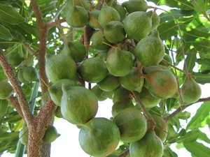 The Queen of Nuts: Why Macadamia Nuts Command Premium Prices Worldwide - image 2