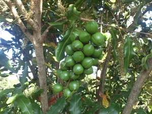 The Queen of Nuts: Why Macadamia Nuts Command Premium Prices Worldwide - image 3