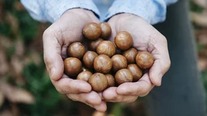 The Queen of Nuts: Why Macadamia Nuts Command Premium Prices Worldwide - image 6
