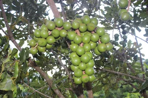 The Queen of Nuts: Why Macadamia Nuts Command Premium Prices Worldwide - image 8