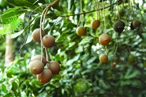 The Queen of Nuts: Why Macadamia Nuts Command Premium Prices Worldwide - image 5