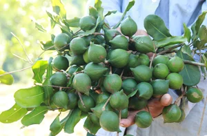 The Queen of Nuts: Why Macadamia Nuts Command Premium Prices Worldwide - image 7
