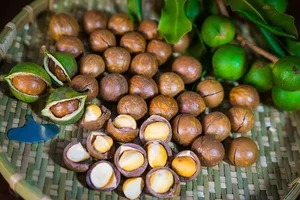 The Queen of Nuts: Why Macadamia Nuts Command Premium Prices Worldwide - image 1