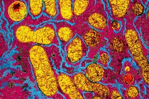 The Duality of Cyanide: From Nature's Hidden Defense to a Notorious Toxin - image 4