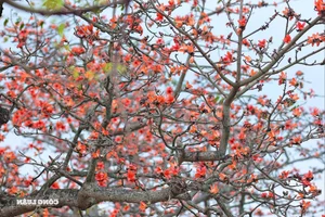 Red Silk Cotton Flowers Bloom in Doan Nu Village: A Stunning Hanoi Getaway - image 5