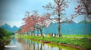 Red Silk Cotton Flowers Bloom in Doan Nu Village: A Stunning Hanoi Getaway - image 6