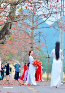 Red Silk Cotton Flowers Bloom in Doan Nu Village: A Stunning Hanoi Getaway - image 1