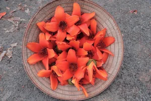 Red Silk Cotton Flowers Bloom in Doan Nu Village: A Stunning Hanoi Getaway - image 4