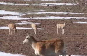 The World's First Robot Spy Wildebeest Successfully Joins the Herd - image 4