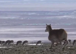 The World's First Robot Spy Wildebeest Successfully Joins the Herd - image 0