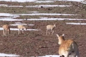 The World's First Robot Spy Wildebeest Successfully Joins the Herd - image 5