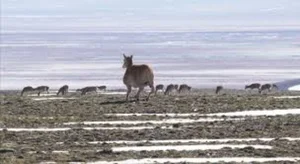 The World's First Robot Spy Wildebeest Successfully Joins the Herd - image 10