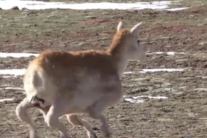 The World's First Robot Spy Wildebeest Successfully Joins the Herd - image 7