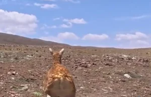 The World's First Robot Spy Wildebeest Successfully Joins the Herd - image 6