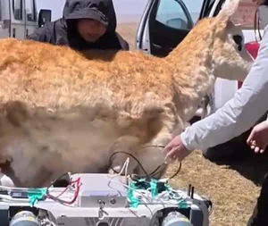 The World's First Robot Spy Wildebeest Successfully Joins the Herd - image 8