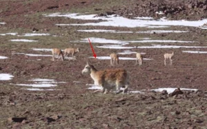 The World's First Robot Spy Wildebeest Successfully Joins the Herd - image 9