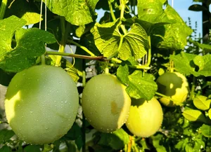 Urban Farming Success: How One Rooftop Garden Feeds a Family of Nine - image 5