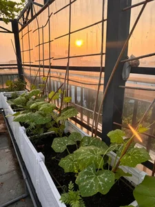 Urban Farming Success: How One Rooftop Garden Feeds a Family of Nine - image 6