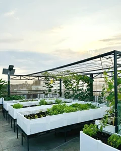 Urban Farming Success: How One Rooftop Garden Feeds a Family of Nine - image 2