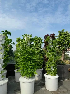 Urban Farming Success: How One Rooftop Garden Feeds a Family of Nine - image 4