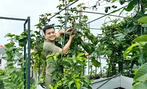 Urban Farming Success: How One Rooftop Garden Feeds a Family of Nine - image 3