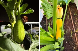 Urban Farming Success: How One Rooftop Garden Feeds a Family of Nine - image 8