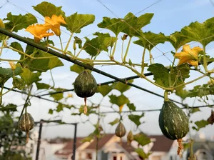 Urban Farming Success: How One Rooftop Garden Feeds a Family of Nine - image 1