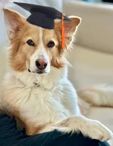 Smart Dogs Can Learn New Words Just by Eavesdropping on Owner Conversations - image 4