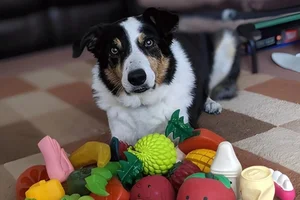 Smart Dogs Can Learn New Words Just by Eavesdropping on Owner Conversations - image 5