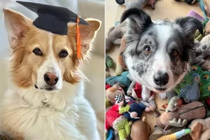 Smart Dogs Can Learn New Words Just by Eavesdropping on Owner Conversations - image 2