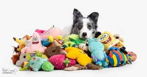 Smart Dogs Can Learn New Words Just by Eavesdropping on Owner Conversations - image 9