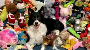 Smart Dogs Can Learn New Words Just by Eavesdropping on Owner Conversations - image 1