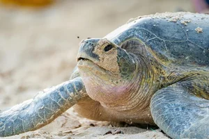 Endangered Green Sea Turtles Return to Con Dao: Conservation Efforts and the Miracle of Marine Life Nesting - image 4