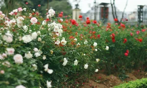 Thong Nhat Park Rose Garden Becomes Hanoi's Ultimate Check-In Hotspot - image 8