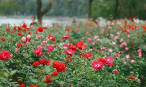 Thong Nhat Park Rose Garden Becomes Hanoi's Ultimate Check-In Hotspot - image 4