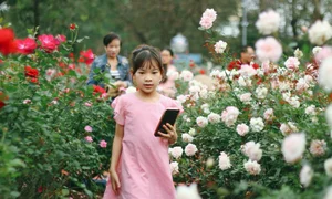 Thong Nhat Park Rose Garden Becomes Hanoi's Ultimate Check-In Hotspot - image 1