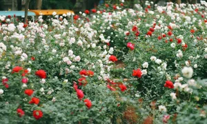 Thong Nhat Park Rose Garden Becomes Hanoi's Ultimate Check-In Hotspot - image 7