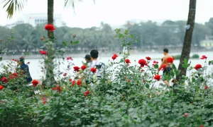 Thong Nhat Park Rose Garden Becomes Hanoi's Ultimate Check-In Hotspot - image 6