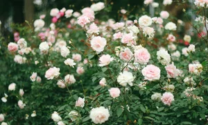 Thong Nhat Park Rose Garden Becomes Hanoi's Ultimate Check-In Hotspot - image 9