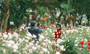 Thong Nhat Park Rose Garden Becomes Hanoi's Ultimate Check-In Hotspot - image 0