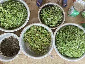 Exploring the Exotic Flavors of Northwest Vietnam's Local Markets - image 6