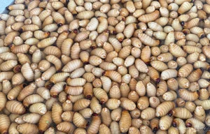 Exploring the Exotic Flavors of Northwest Vietnam's Local Markets - image 2