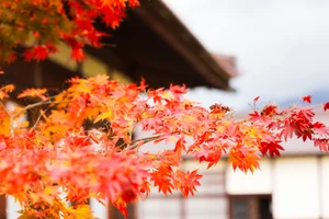 Autumn in Fukushima: A Breathtaking Display of Fall Foliage in Japan - image 4