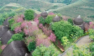 Spring Flower Guide: Best Destinations in Northern Vietnam - image 7