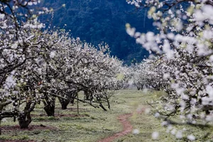 Spring Flower Guide: Best Destinations in Northern Vietnam - image 0
