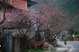 Spring Flower Guide: Best Destinations in Northern Vietnam - image 1