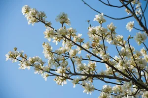Spring Flower Guide: Best Destinations in Northern Vietnam - image 6